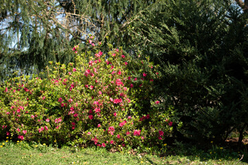 Fototapeta na wymiar spring bush with pink flowers