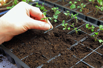 The Small Root Ball Of A Delicate Plant Being Planted In A Seeding Tray.