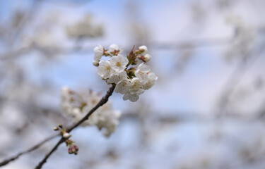 Horticulture of Gran Canaria -  fruit trees blossoming in spring, March, natural macro floral background
