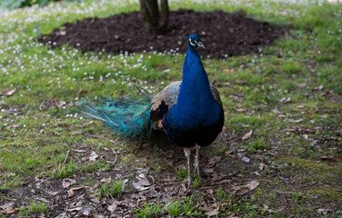 Obraz premium peacock outdoors in the park