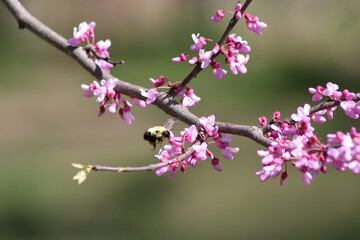 bee on pink flower