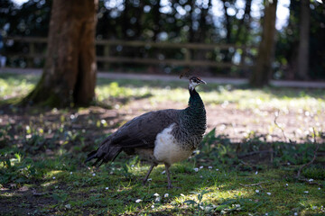 peacock outdoors in the park