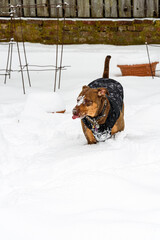 Rescue dog, Doberman mix, enjoying running around in the snow wearing a dog coat

