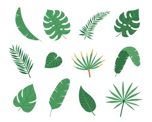 Fotobehang Tropische bladeren Tropische exotische planten bladeren set geïsoleerd op een witte achtergrond. vector illustratie