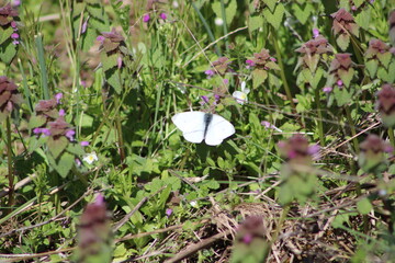 butterfly on a flower