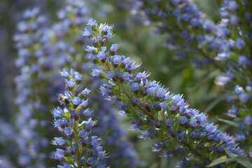 Flora of Gran Canaria - Echium callithyrsum, blue bugloss of Gran Canaria or of Tenteniguada, endemic and vulnerable plant natural macro floral background
