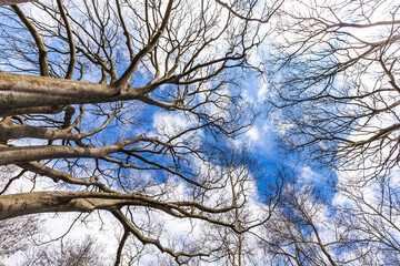 Winter sky with bare trees. Bottom-up view of deciduous trees with a bright winter sky veiled by white clouds.