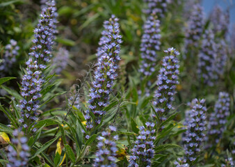 Flora of Gran Canaria -  Echium callithyrsum, blue bugloss of Tenteniguada, endemic to the island,
 natural macro floral background
