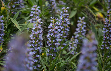 Flora of Gran Canaria - Echium callithyrsum, blue bugloss of Gran Canaria or of Tenteniguada, endemic and vulnerable plant natural macro floral background
