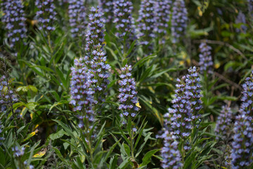 Flora of Gran Canaria - Echium callithyrsum, blue bugloss of Gran Canaria or of Tenteniguada, endemic and vulnerable plant natural macro floral background
