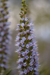 Obraz premium Flora of Gran Canaria - Echium callithyrsum, blue bugloss of Gran Canaria or of Tenteniguada, endemic and vulnerable plant natural macro floral background 