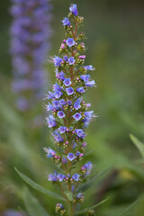 Obraz premium Flora of Gran Canaria - Echium callithyrsum, blue bugloss of Gran Canaria or of Tenteniguada, endemic and vulnerable plant natural macro floral background 
