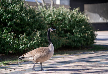 Canada goose standing at the park in the morning