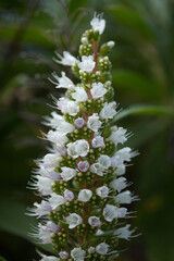 Flora of Gran Canaria - Echium callithyrsum, blue bugloss of Gran Canaria or of Tenteniguada, endemic and vulnerable plant natural macro floral background
