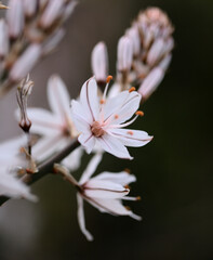 Flora of Gran Canaria -  Asphodelus ramosus, also known as branched asphodel floral background
