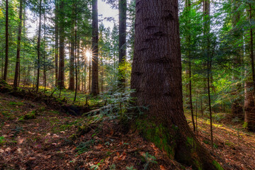 Natural mountain coniferous fir (European silver fir) forest of the Carpathians. Mountain coniferous forest for wallpaper. Beautiful Sunset in a dense coniferous forest