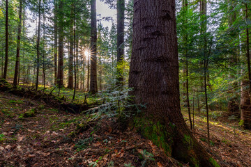Natural mountain coniferous fir (European silver fir) forest of the Carpathians. Mountain coniferous forest for wallpaper. Beautiful Sunset in a dense coniferous forest
