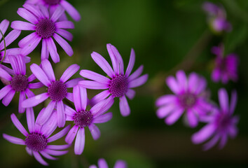 Fototapeta premium Flora of Gran Canaria - magenta flowers of Pericallis webbii, endemic to the island, natural macro floral background