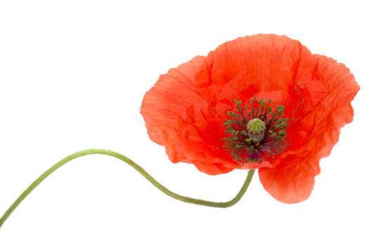 Flora of Gran Canaria -  Papaver rhoeas, common poppy  isolated on white background