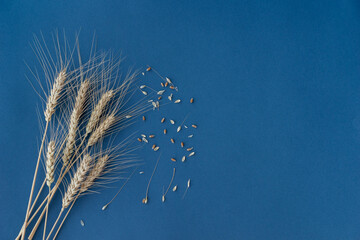 Top view of wheat ears on blue background, some grains lie near. Copy space for text. Agricultural...