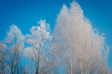 The tops of the trees in the snow against a blue sky background.