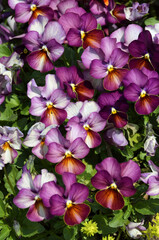 ビオラ　サンショクスミレ　春の花壇
