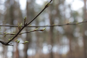 spring in the spring