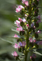 Flora of Gran Canaria - Echium callithyrsum, blue bugloss of Gran Canaria or of Tenteniguada, endemic and vulnerable plant natural macro floral background
