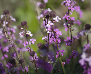 Flora of Gran Canaria - lilac flowers of crucifer plant Erysimum albescens, endemic to the island natural macro floral background