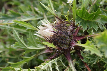 Carlina acaulis plant close up macro