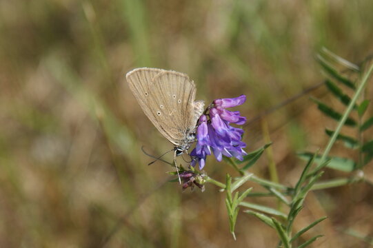 Beautiful butterfly phengaris teleius on a purple flower
