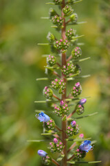 Flora of Gran Canaria - Echium callithyrsum, blue bugloss of Gran Canaria or of Tenteniguada, endemic and vulnerable plant natural macro floral background
