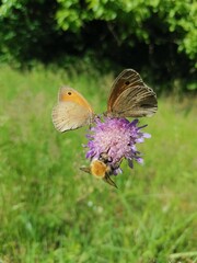 Maniola jurtina butterflies and bumblebee on a flower 