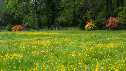 Łąka porośnięta żółtymi kwiatami, w tle drzewa i kwitnące krzewy azalii. Park zamkowy w Pszczynie. © mknight9090