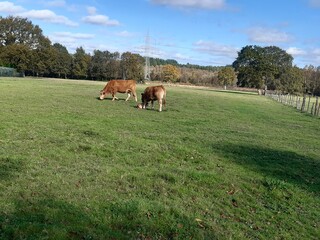 Vacas pastando en un prado en Galicia.