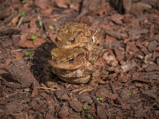 European toad with male on the back