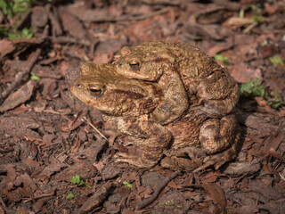 European toad with male on the back