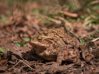 Common toad with male on the back