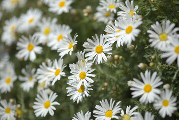 Flora of Gran Canaria -  Argyranthemum, marguerite daisy endemic to the Canary Islands