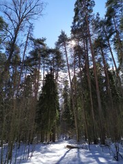 Fototapeta premium Sunny april spring day in russian forest with snow and bright sun among trunks and branches with blue sky and clouds