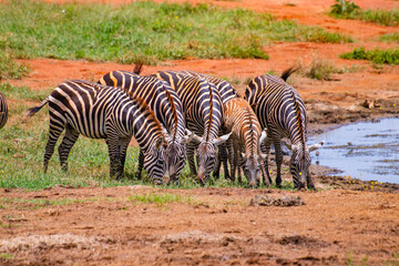 Fototapeta na wymiar Group of Grevy's zebras stands by the pond. It is a wildlife photo in Africa, Kenya, Tsavo East National park.