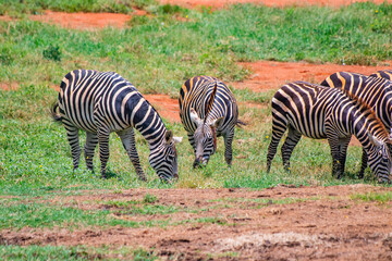 Fototapeta na wymiar Group of Grevy's zebras graze on the plains of Africa. It is a wildlife photo in Tsavo East National park, Kenya.