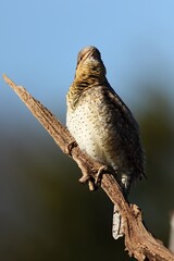 The Eurasian Wryneck (Jynx torquilla) on the old branch up to close.