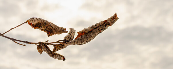 Dry leaves left over from autumn against the background of the sky.