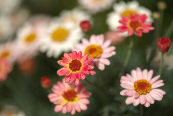 Fototapeta premium Flowers of Argyranthemum, marguerite daisy endemic to the Canary Islands, pink and yellow garden variety 