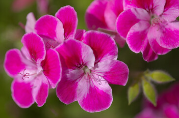Fototapeta na wymiar Pink hybrid garden Pelargonium, often called Geranium natural macro floral background