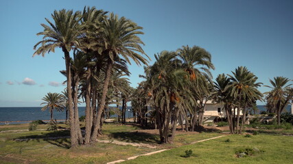 Fototapeta na wymiar Glade of tall palm trees. The wind shakes the leaves of the trees. Palm trees against the blue sea