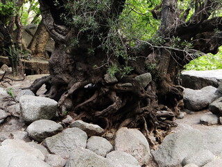 Obraz premium root of tree