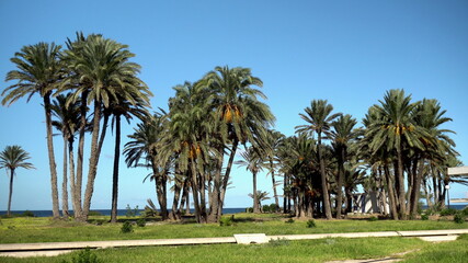Fototapeta na wymiar Glade of tall palm trees. The wind shakes the leaves of the trees. Palm trees on a background of blue sea. The camera makes a pass