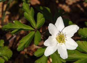 beautiful yellow and white wild daisy
